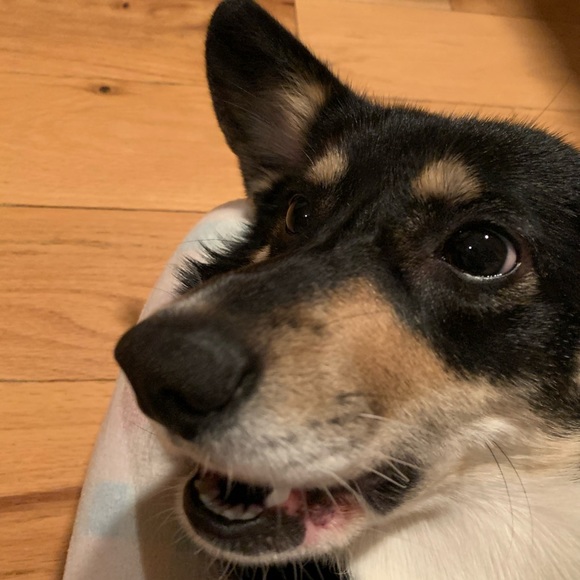 Meet your Posher, Sophia - Picture 1 of 1